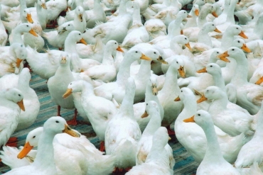 Thức ăn cho gia súc - gia cầm